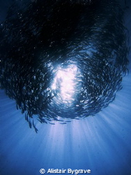 Shoaling jacks by Alistair Bygrave 